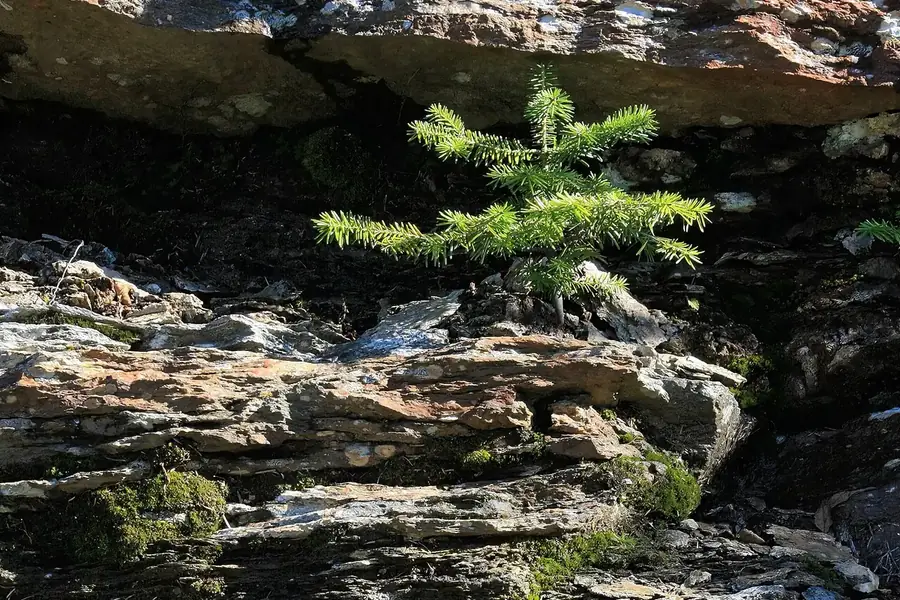 Balsam Fir — young tree