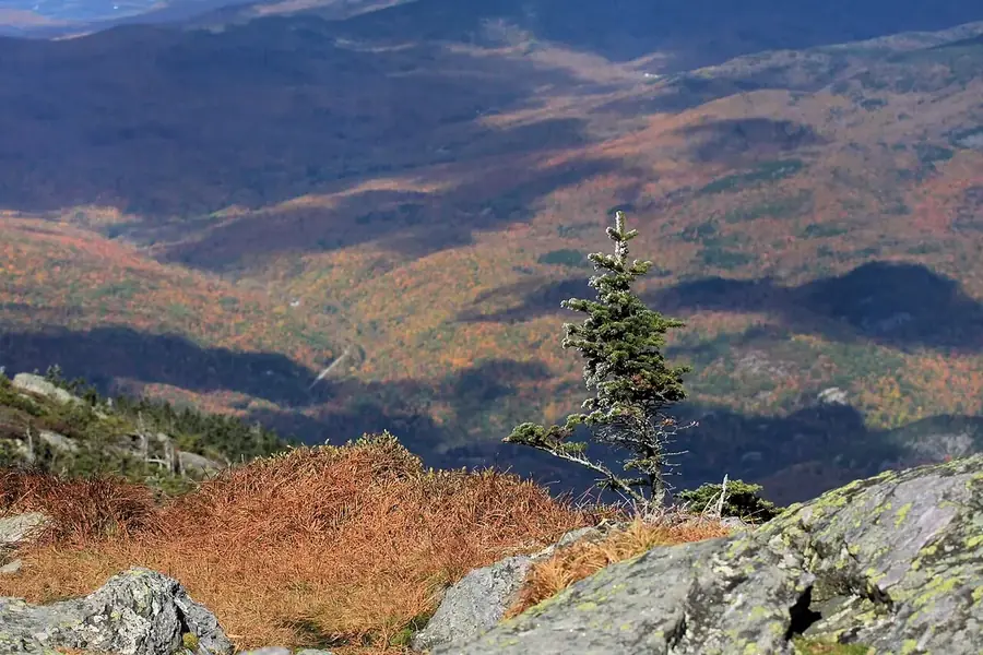 Balsam Fir — mature tree