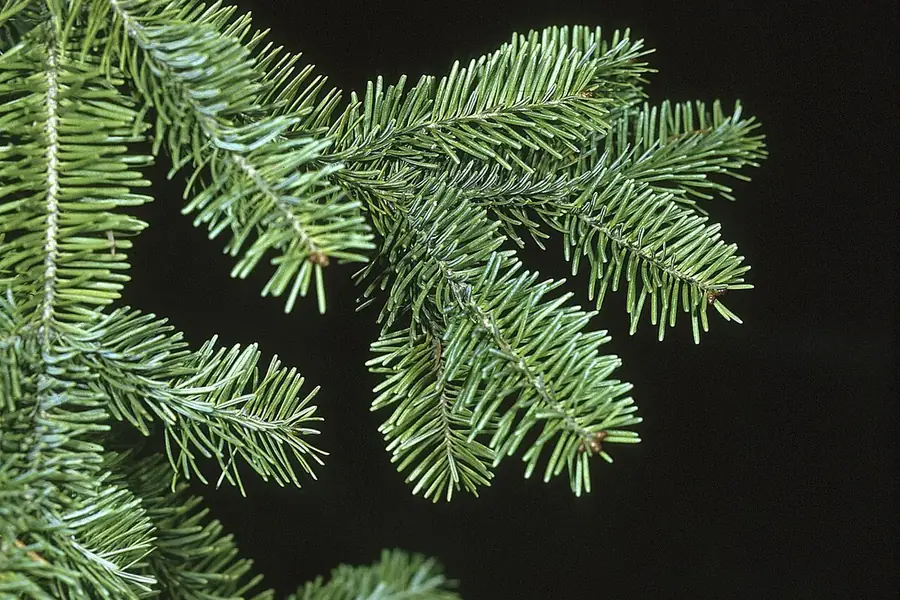 Balsam Fir — needles