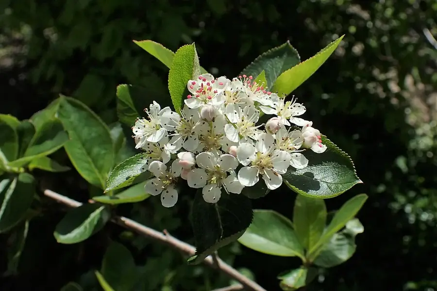 Black Chokeberry (Aronia) — flowers