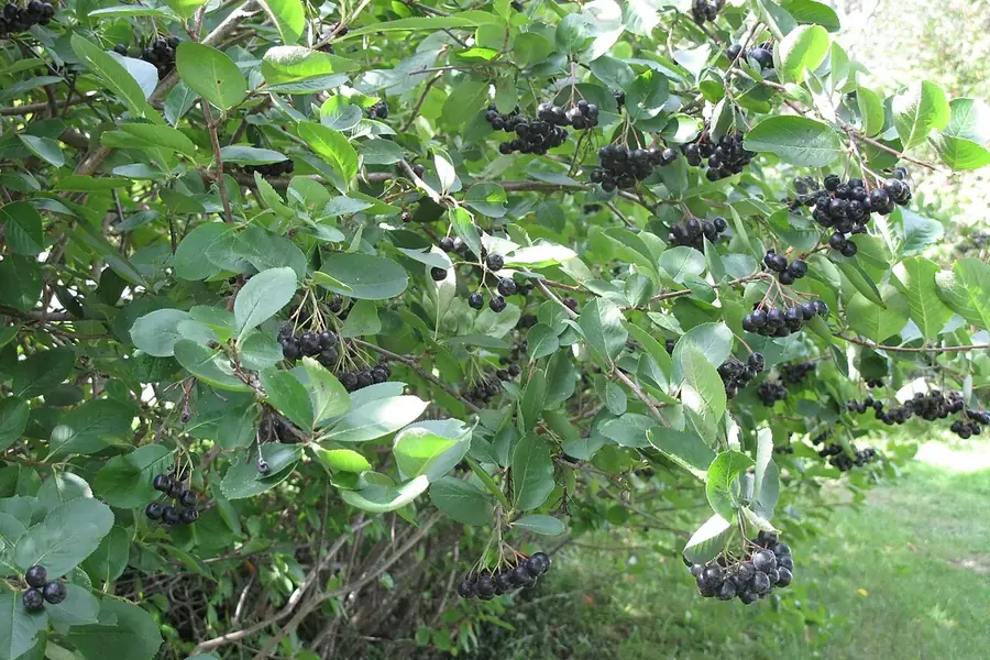 Black Chokeberry (Aronia) — berries