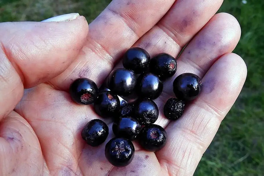 Black Chokeberry (Aronia) — harvest