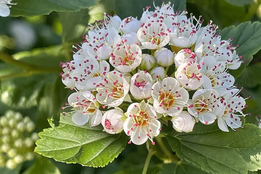 Common Ninebark — flowers