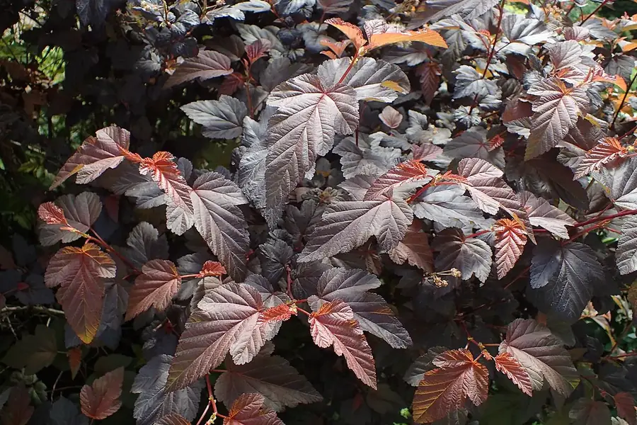 Common Ninebark — purple-leaved variety