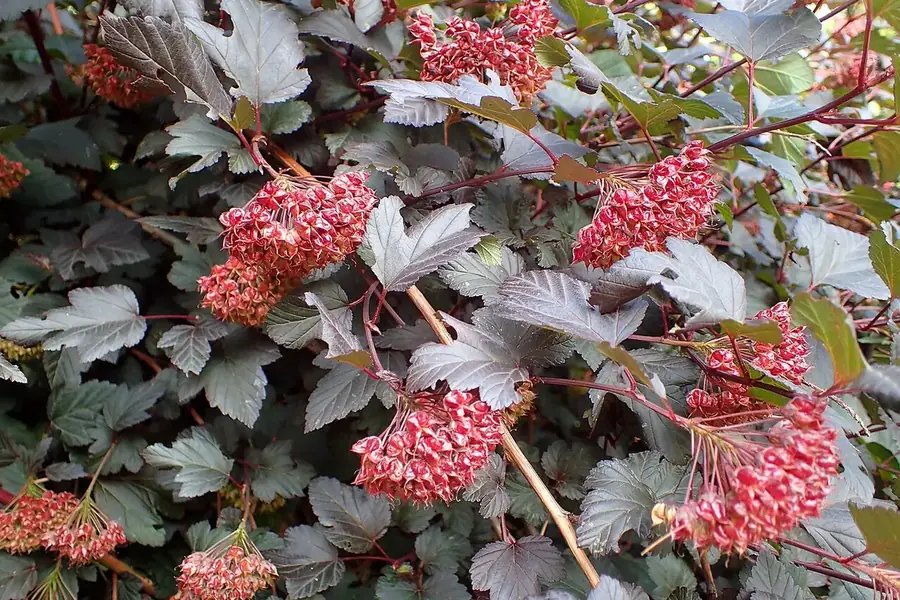 Common Ninebark — seed heads