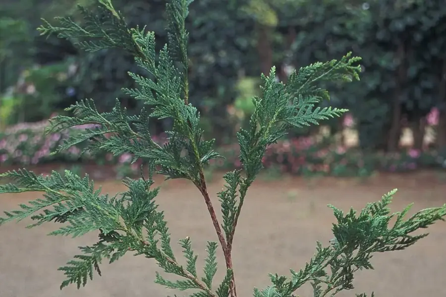 Eastern White Cedar — young tree
