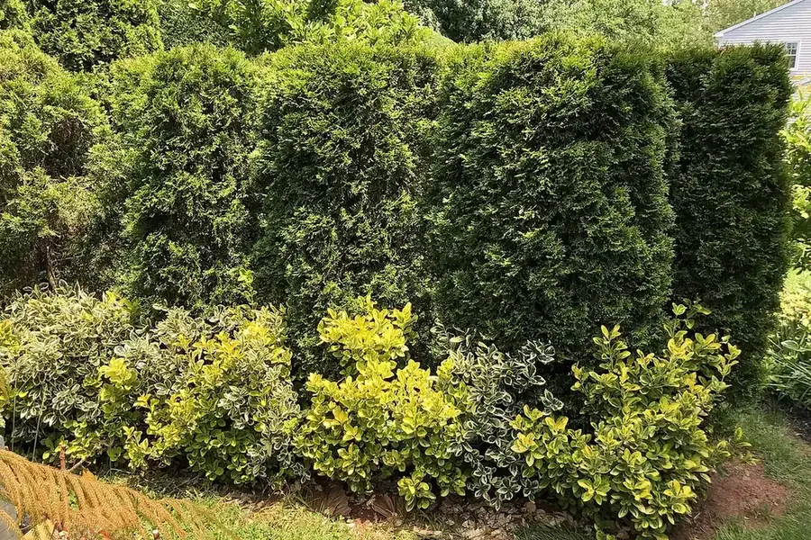 Eastern White Cedar — mature hedge