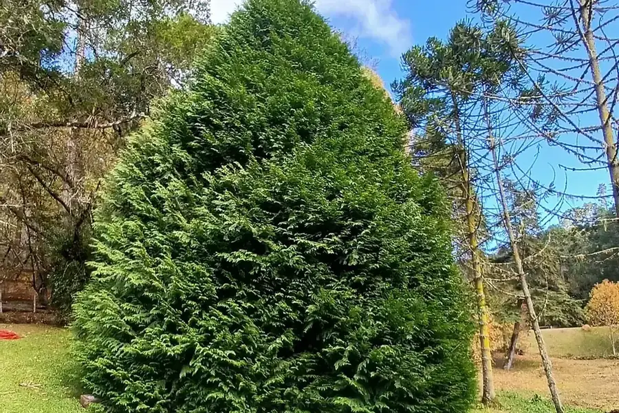 Eastern White Cedar — mature tree