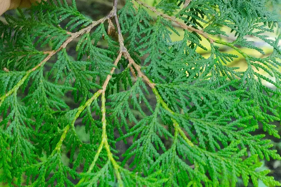 Eastern White Cedar — foliage