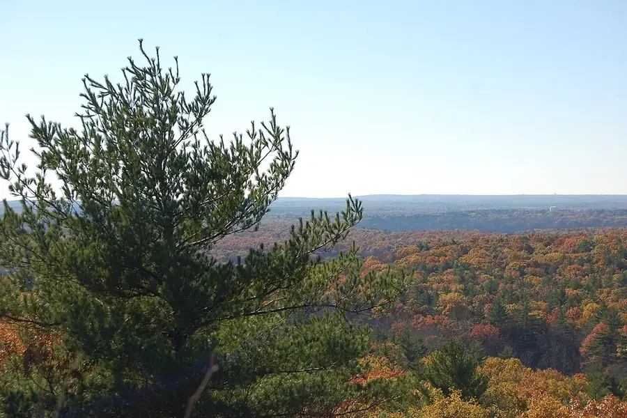Eastern White Pine — young tree