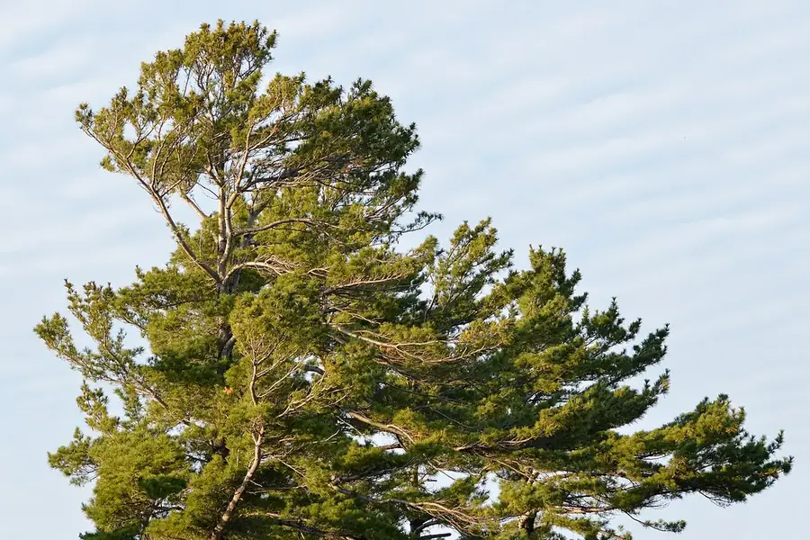 Eastern White Pine — mature tree