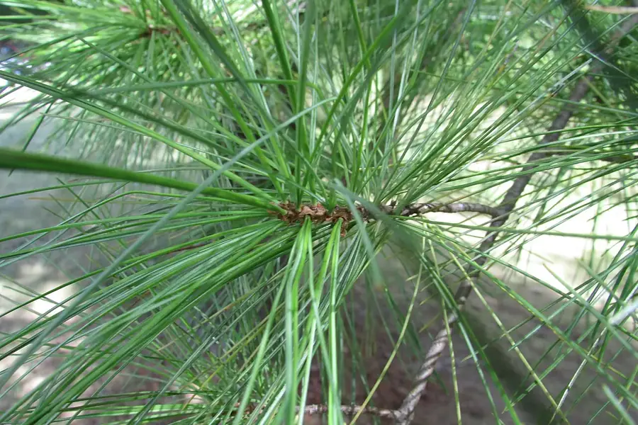Eastern White Pine — needles & cones
