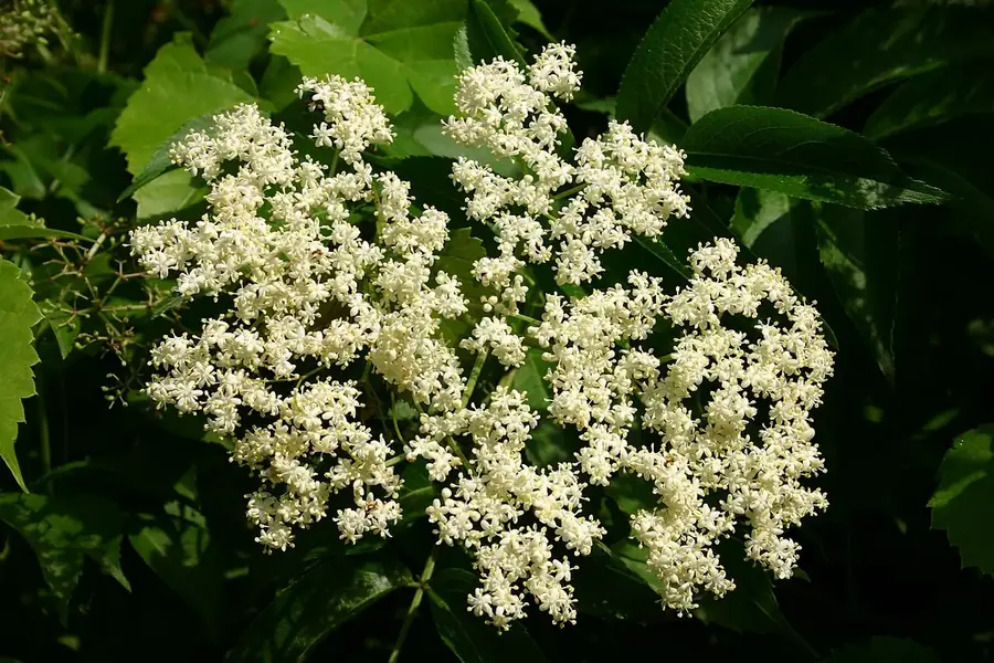 Elderberry — flowers