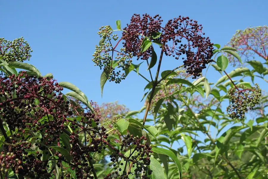 Elderberry — berries