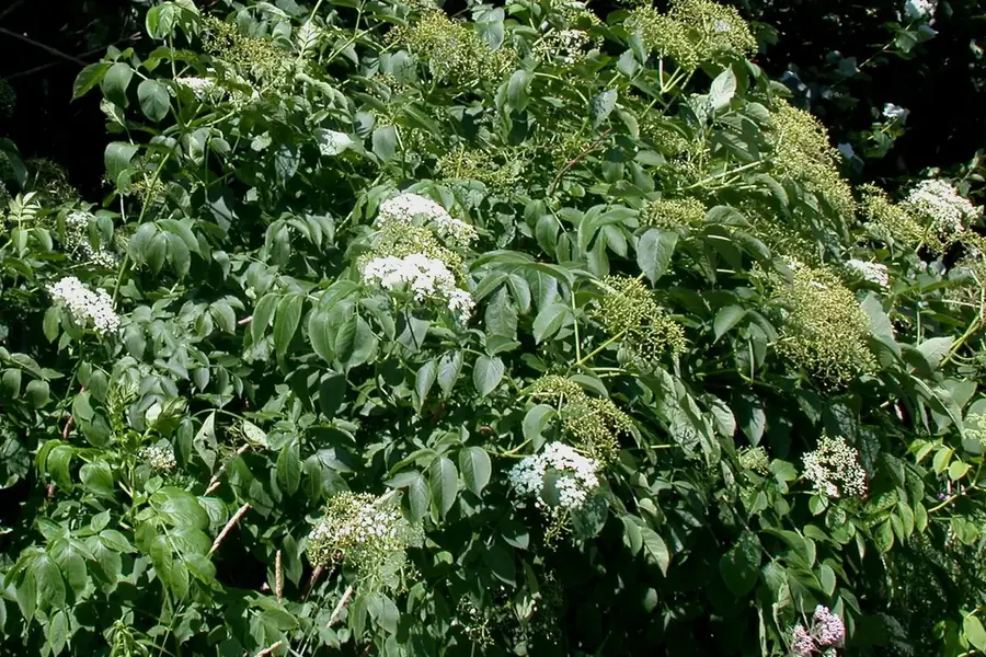 Elderberry — shrub form