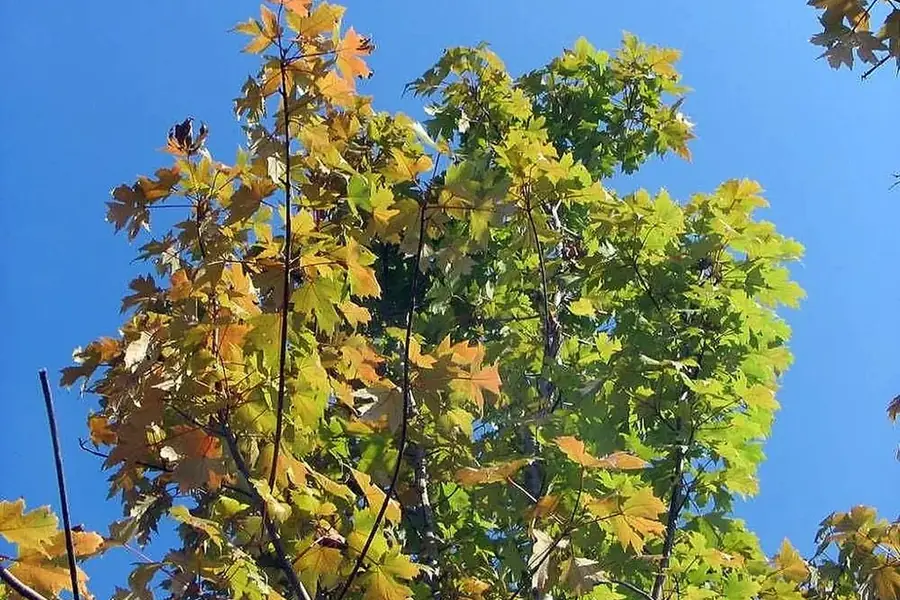 Freeman Maple 'Autumn Blaze' — fall colour