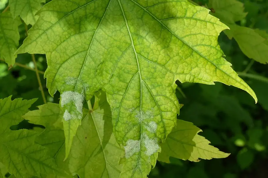 Freeman Maple 'Autumn Blaze' — summer leaves