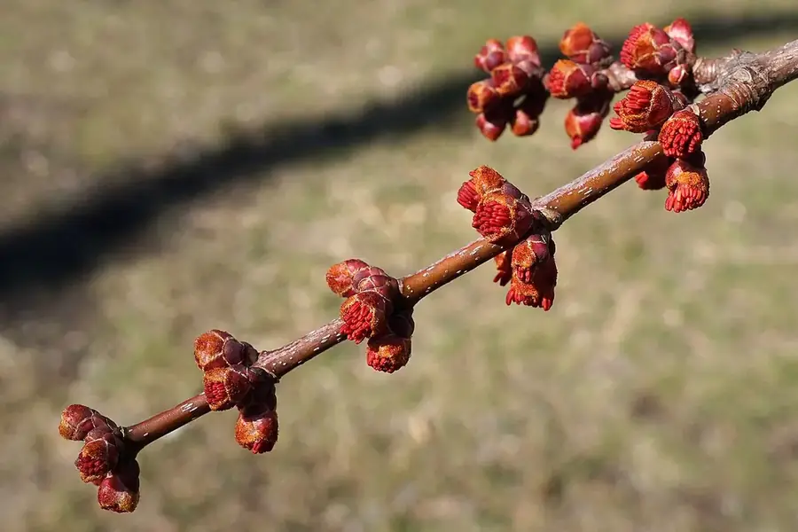 Freeman Maple 'Autumn Blaze' — spring flowers