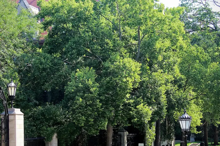 Hackberry — mature tree