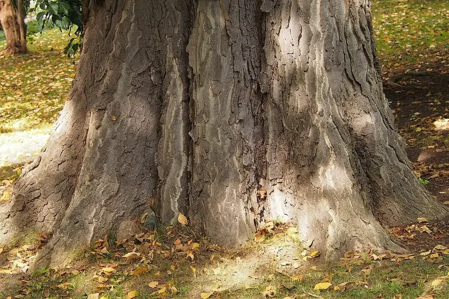 Hackberry — bark