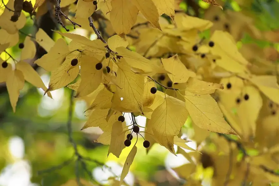 Hackberry — fruit & fall colour