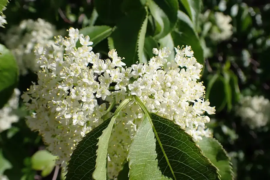 Nannyberry — spring flowers