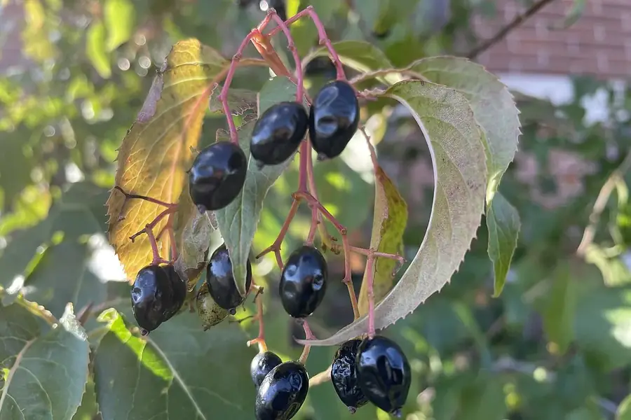 Nannyberry — fruit