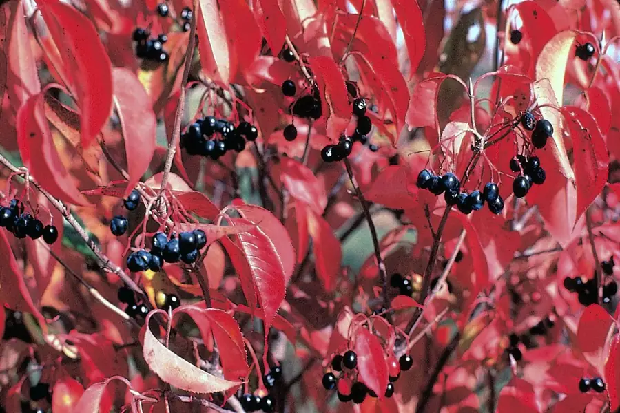Nannyberry — fall colour
