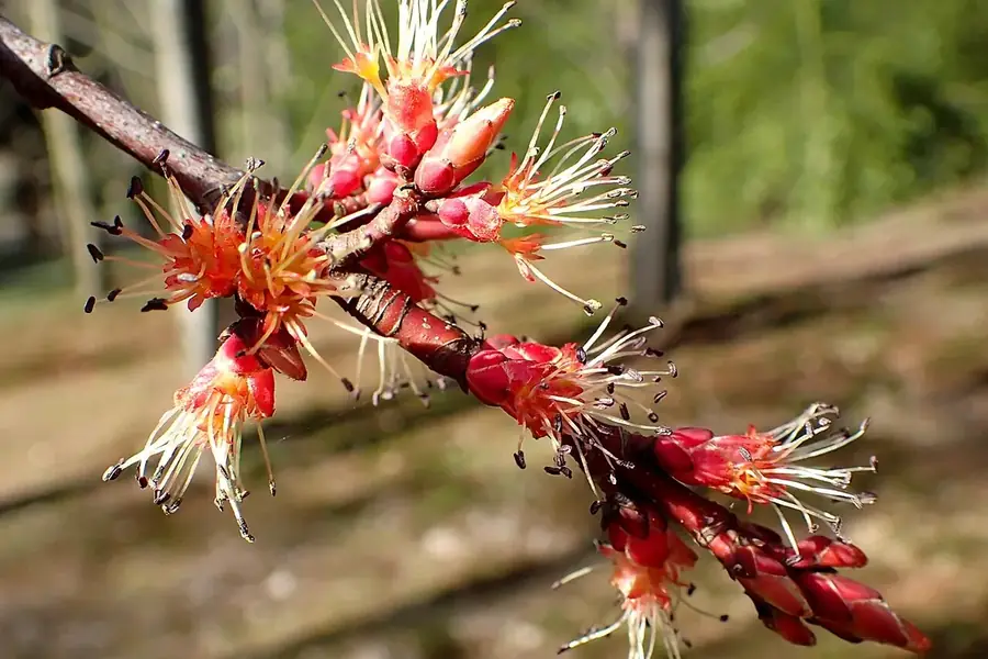 Red Maple — spring flowers