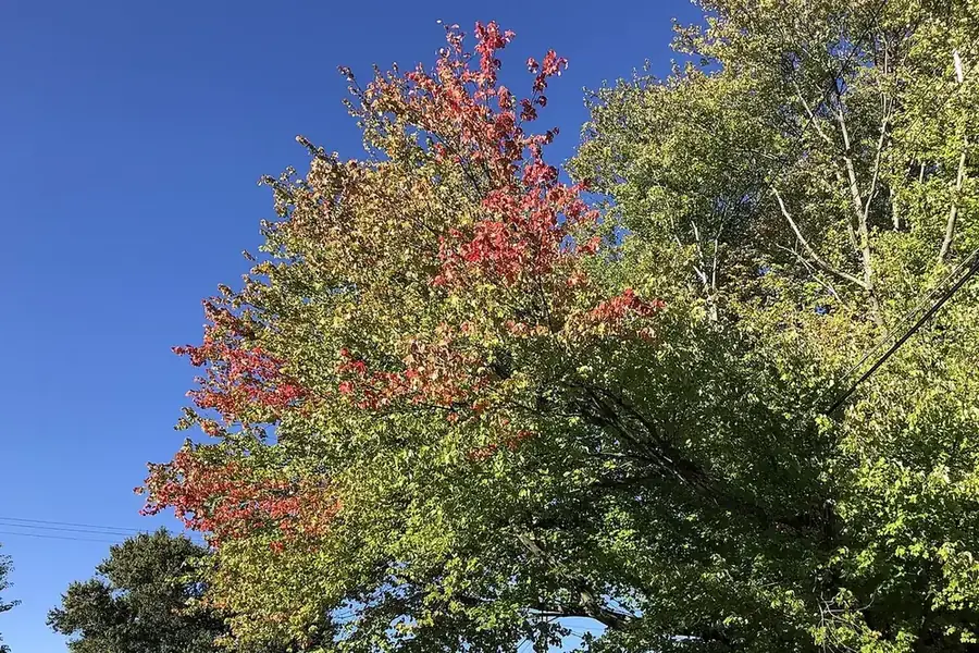 Red Maple — late summer