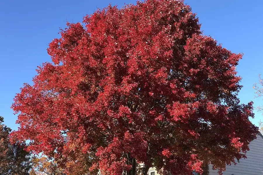 Red Maple — fall colour