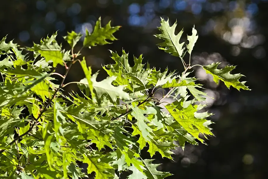 Red Oak — young tree