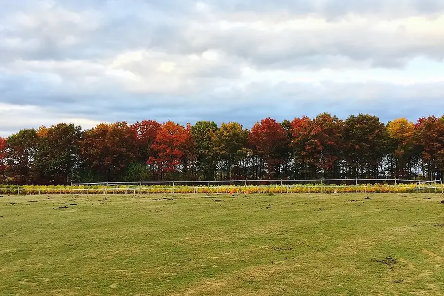 Red Oak — mature trees