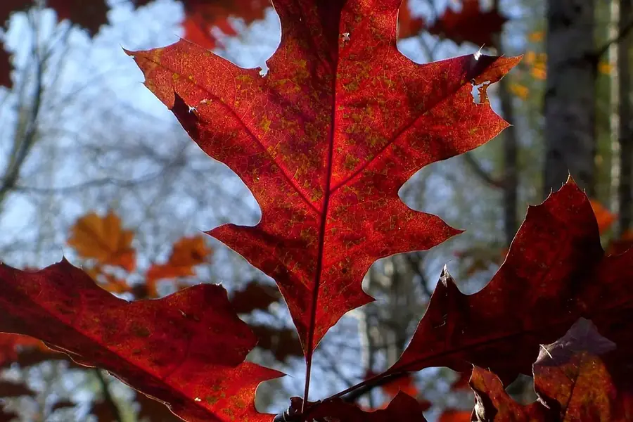 Red Oak — fall colour