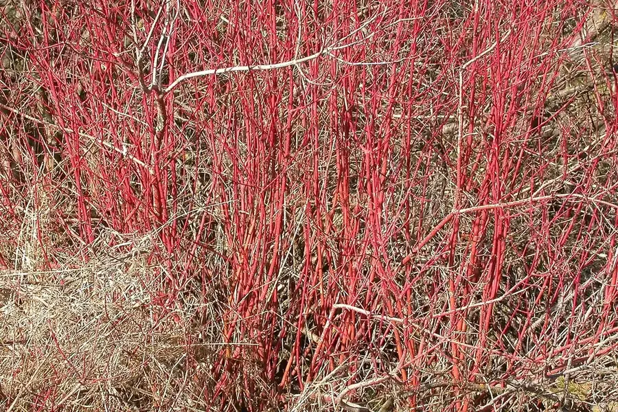 Red-osier Dogwood — winter stems