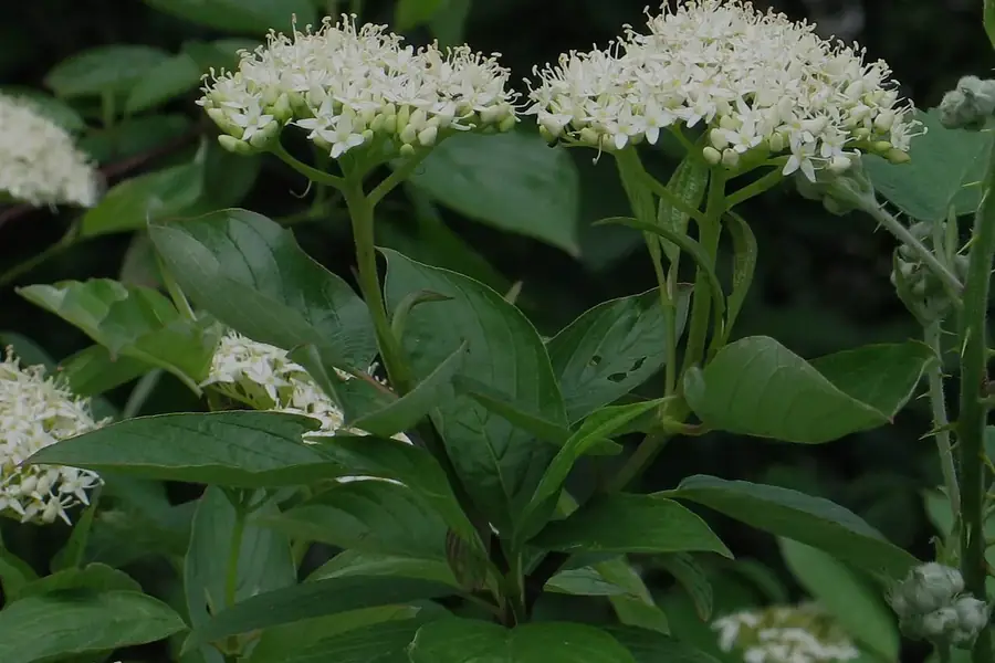 Red-osier Dogwood — flowers