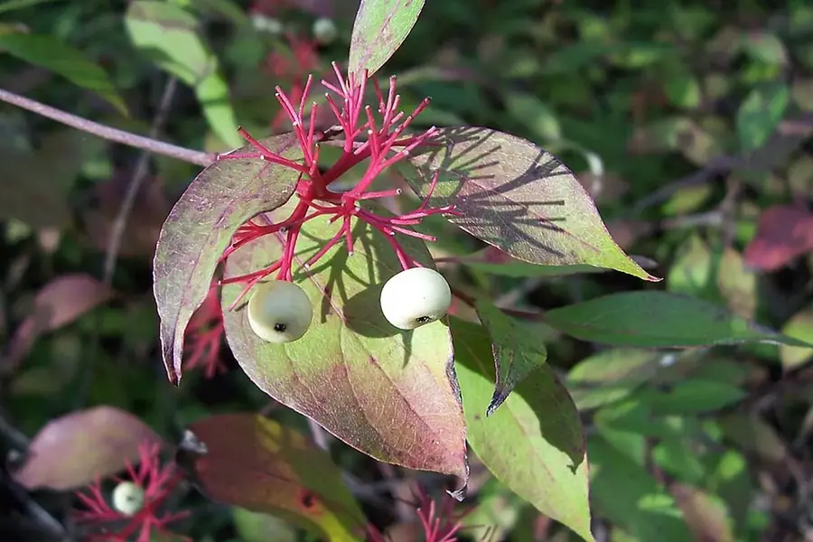 Red-osier Dogwood — berries