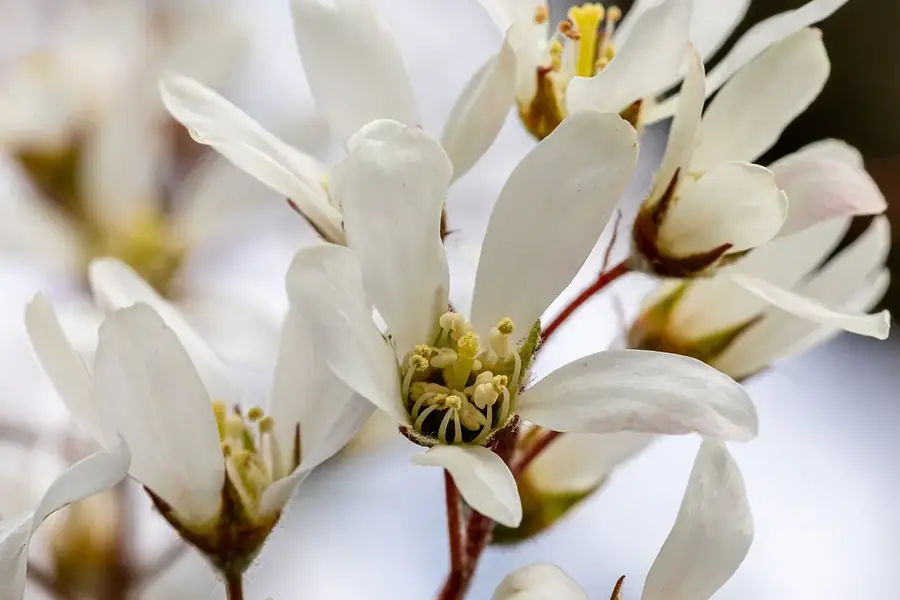 Serviceberry — spring blossom