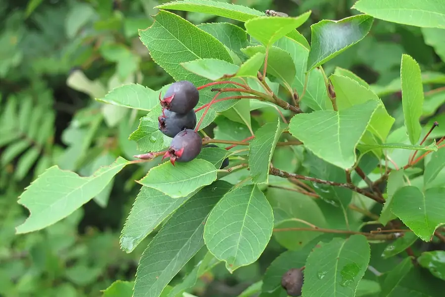 Serviceberry — june berries