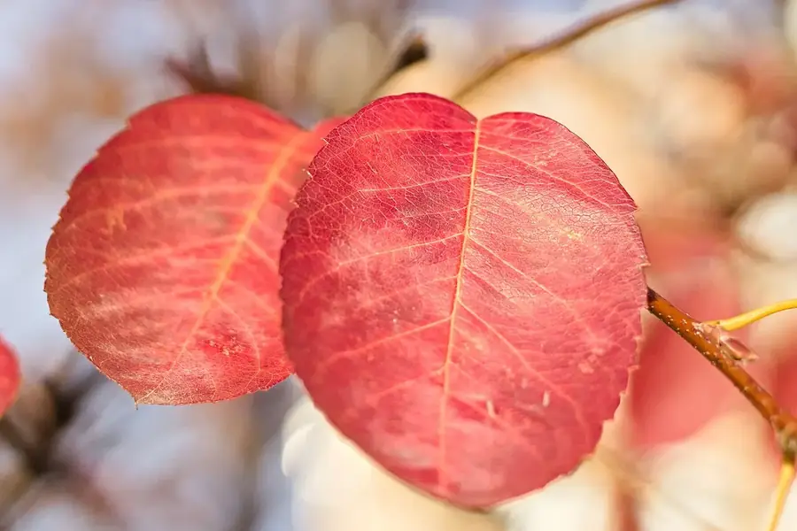 Serviceberry — fall colour