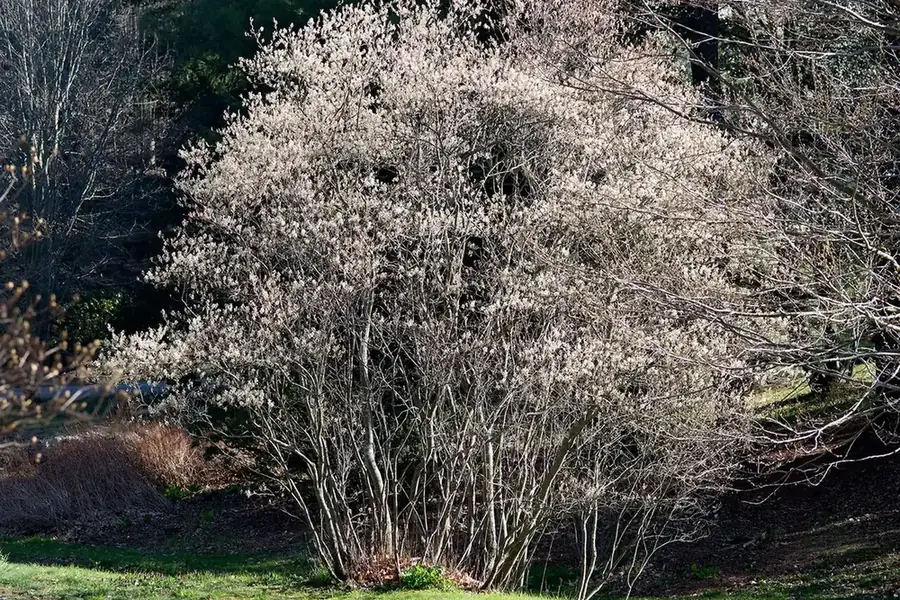Serviceberry — mature form