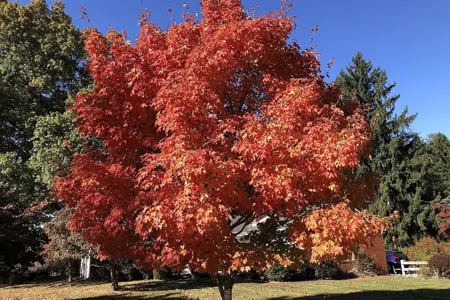 Sugar Maple — young tree