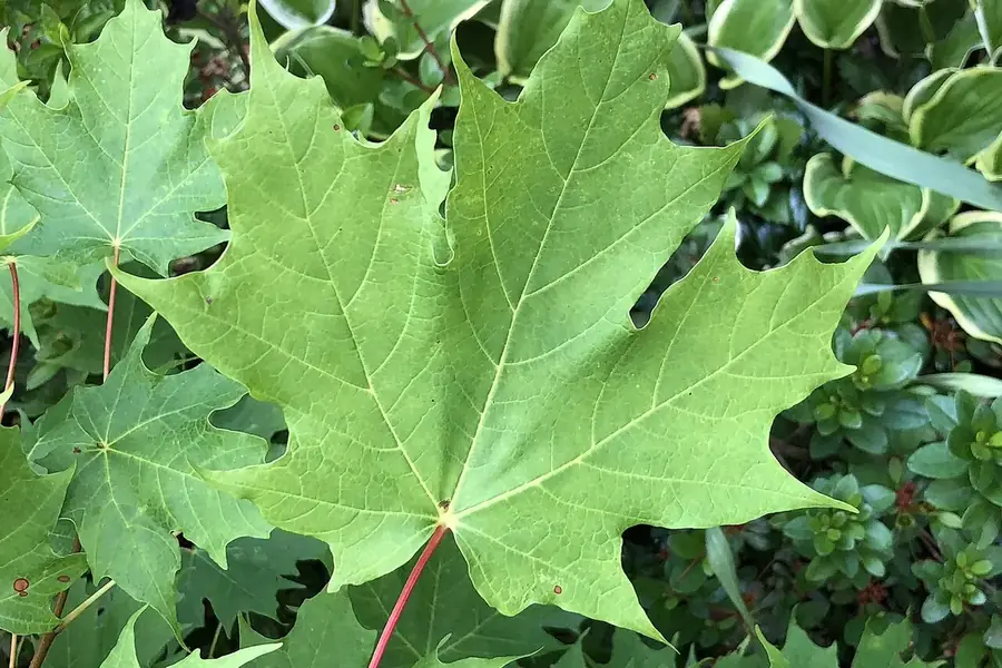 Sugar Maple — summer leaves