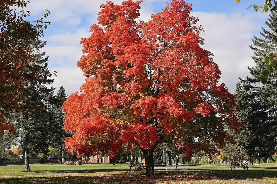 Sugar Maple — fall colour