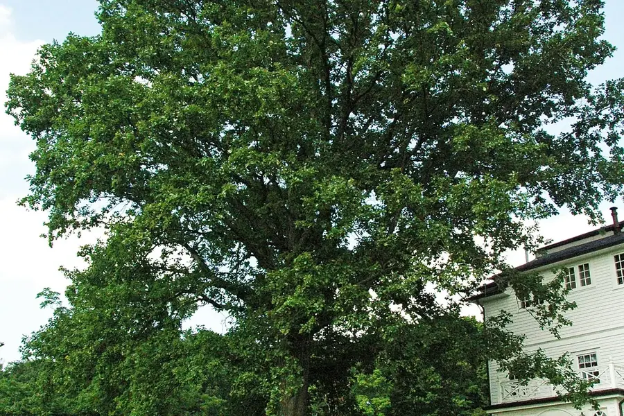 Swamp White Oak — mature tree
