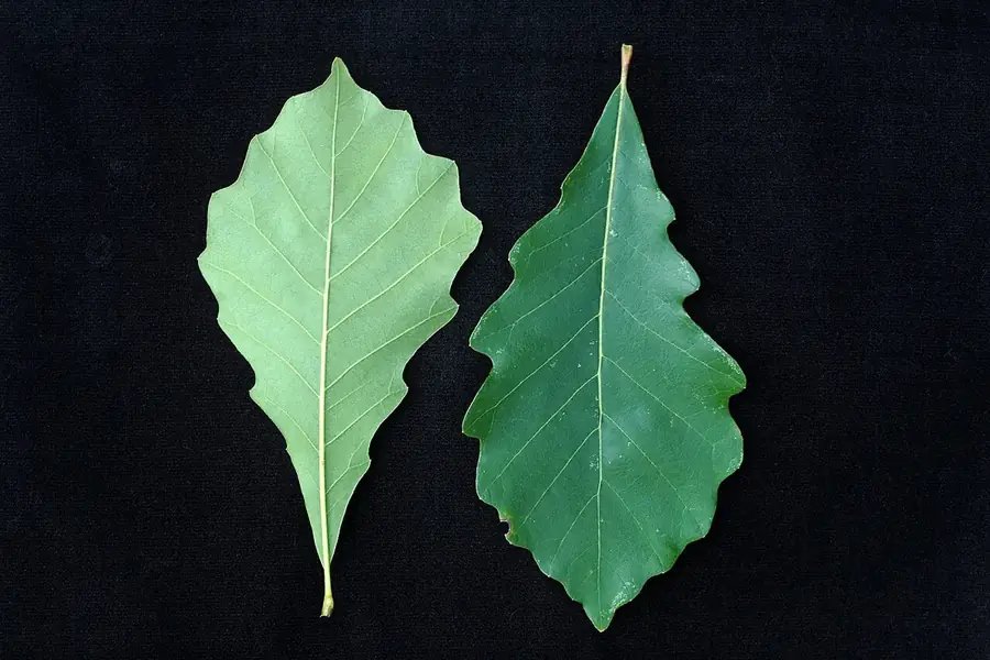 Swamp White Oak — two-tone leaves