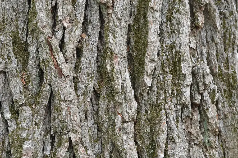 Swamp White Oak — bark
