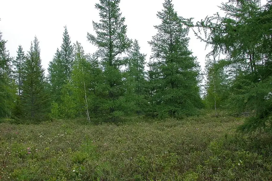Tamarack — summer
