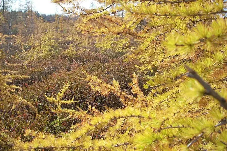 Tamarack — fall gold