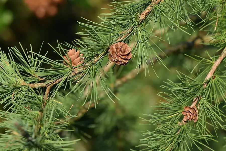 Tamarack — needles & cones